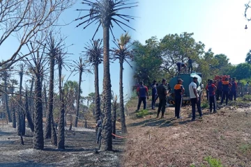 தலைமன்னாரில் பனை மரத் தோப்பில் தீ விபத்து