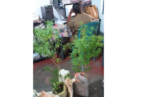 அம்பாறையில் 3 வது மாடியில் இரகசியமாக கஞ்சா செடி வளர்த்தவருக்கு நேர்ந்த கதி! | Ampara Terraced House Karala Cannbis Plant Arrest