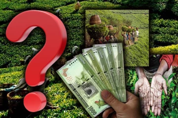 சேவல் கூவியும் விடியல் இல்லை