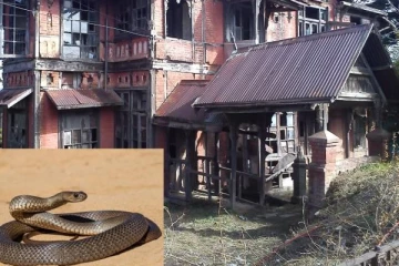 வீடு முழுவதும் பாம்புகள் இருப்பதை அறியாமல் அங்கு தங்கிய சிறுமி! தெரியவந்த பகீர் உண்மை