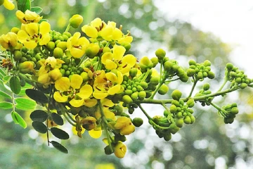 රණවරා ගැන ඔබ නොදත් දේ මෙන්න