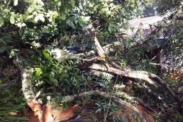 மாமாவின் இறுதிக் கிரியைகளில் கலந்து கொள்வதற்கு வந்திருந்த மருமகன் மீது மரம் விழுந்து பலி