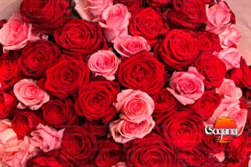 ලංකාවට වැලන්ටයින් නෑ වගේ - රෝසමල් ගන්නවත් සල්ලි නැල්ලු