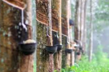 රබර් ගැන මුදල් රාජ්‍ය අමාත්‍යවරයාගෙන් ප්‍රකාශයක්.