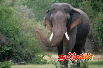மட்டக்களப்பு வன ஜீவராசிகள் திணைக்களத்தினால் அனுப்பி வைக்கபட்ட சம்பவம் காட்டு யானை