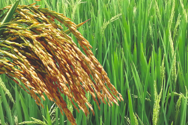 விவசாயிகளிடமிருந்து நெல் கொள்வனவு | Purchase Of Paddy From Farmers