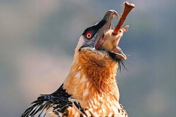 எலும்புகளை‌ அப்படியே விழுங்கும் கழுகுகள்! அசர வைக்கும் வாழ்க்கை முறை | Bone Eater Eagles How To Eat Whole Bone