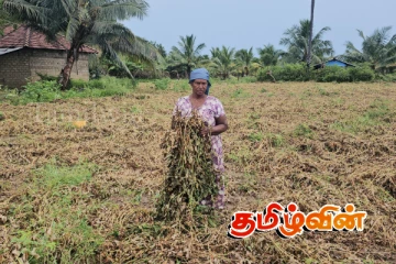 முல்லைத்தீவில் கடும் மழை காரணமாக நிலக்கடலை செய்கை பாதிப்பு