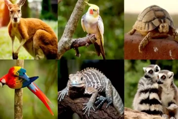 வாய் வழியாக பிறக்கும் உயிரினம் இருக்கிறது தெரியுமா? பலபேர் அறியாத தகவல்!