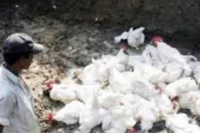 நெல்லையில் திடீரென இறந்த கோழிகள், சேவல்: பறவை காய்ச்சல் காரணமா?