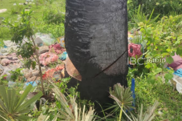 யாழ். அராலி வீதியோரத்தில் ஆபத்தான நிலையில் பனைமரம் - உயிர் அச்சத்தில் பயணிகள் | Palmera Tree In Dangerous Condition Aralli Road யாழ். அராலி வீதியோரத்தில் ஆபத்தான நிலையில் பனைமரம் - உயிர் அச்சத்தில் பயணிகள் | Palmera Tree In Dangerous Condition Aralli Road