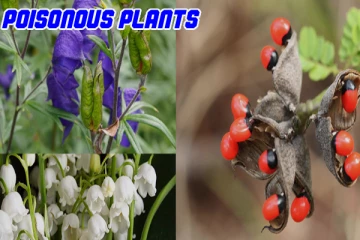 பட்டை முதல் சாறு வரை ஒவ்வொரு பகுதியும் உலகில் விஷத்தன்மை கொண்ட தாவரங்கள்