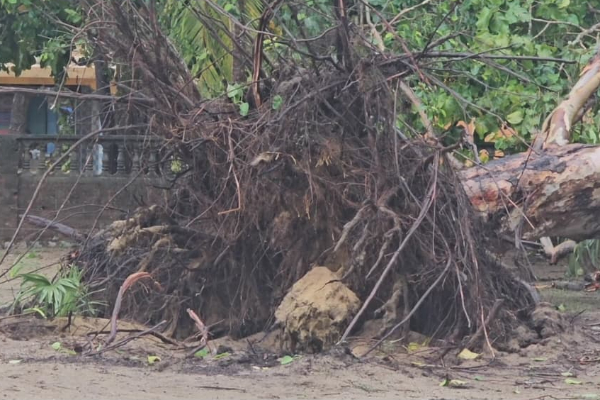 மட்டக்களப்பை பந்தாடிய மினி சூறாவளி ; வேரோடு சாய்ந்த மரங்கள்; வீடுகளுக்கு சேதம்! | Mini Cyclone Hits Batticaloa