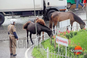 උඹලට පෝනියෝ ටික බලා ගන්නනේ බැරි දෙන්නම් වැඩේ කියලා නගරාධිපති ගත්ත සුපිරි තීන්දුව