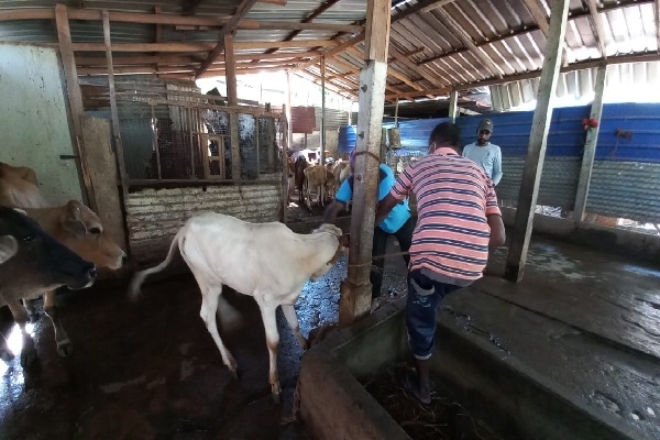 ஆடு,மாடு,கோழிக்கு பதிலாக நாய்,பூனைகளை வளர்க்க கால்நடை மருத்துவர்கள் மக்களுக்கு அழுத்தம் | Dogs Replace Chickens Eterinarians Pressure