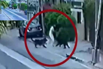 2 வீட்டு நாய்களுக்கு அளிக்கப்பட்ட மரண தண்டனை! காரணம் என்ன? வைரல் வீடியோவுடன் தலைசுற்றவைக்கும் பின்னணி