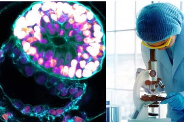 உயிரணுக்களோ கருமுட்டையோ கருப்பையோ இல்லாமல் ஆய்வகத்தில் வளர்க்கப்பட்ட கரு: ஒரு ஆச்சரிய ஆய்வு