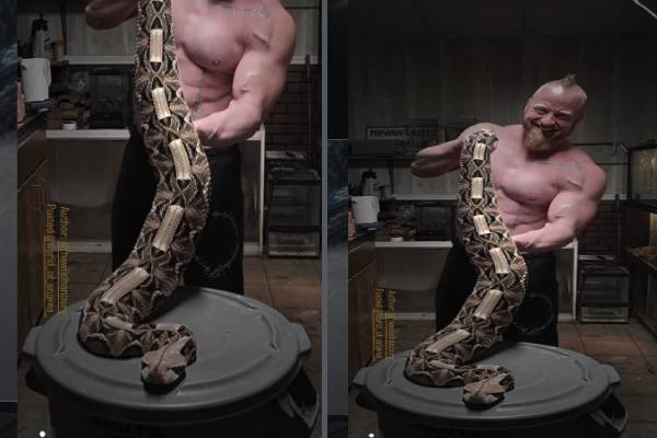 கொடிய விஷம் கொண்ட Gaboon Viper பாம்பை அசால்ட்டாக தூக்கிய நபர்! மெய்சிலிர்க்கும் காட்சி | A Man Handling Dangerous Gaboon Viper Snake Video