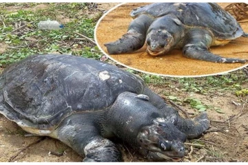 தொடர்ந்தும் உயிரிழந்து ஒதுங்கும் கடலாமைகள்