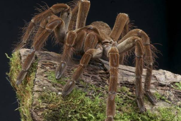 உலகிலேயே மிகப்பெரிய சிலந்தி... எங்கிருக்கிறது தெரியுமா? | The Biggest Spider In The World