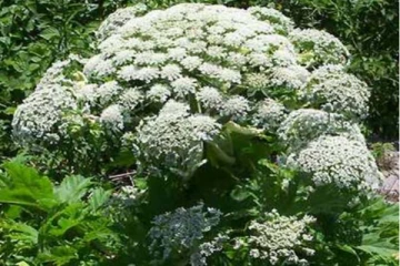 தொட்டாலே மரணத்தை ஏற்படுத்தும் பூ செடி: பாம்பை விட அதிக விஷம் கொண்டதாம்