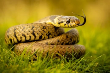 பாம்பு தீண்டியதில் பெண் மரணம்