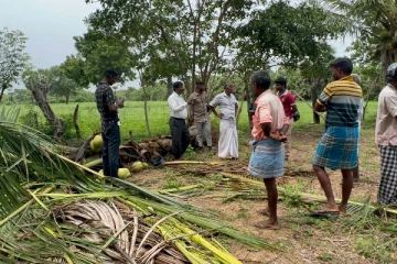 முல்லைத்தீவில் யானைகளின் அட்டகாசம்: ஆயிரக்கணக்கில் தென்னம்பிள்ளைகள் அழிவு (Photos)