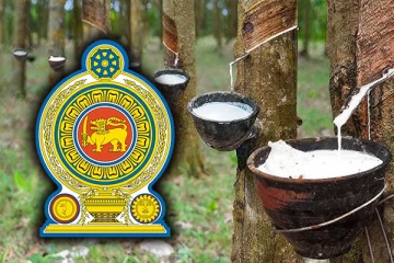 ஒரு இலட்சம் ஏக்கரில் இறப்பர் பயிரிட திட்டம் : வெளியான தகவல்