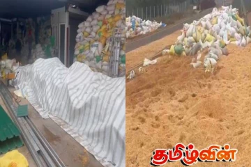 சத்துணவு தயாரிப்பிற்கு உலரவிடப்பட்டுள்ள பழுதடைந்த சோள விதைகள் - எழுந்துள்ள சந்தேகம்