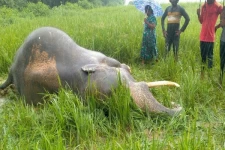 கிளிநொச்சி - கல்மடு பிரதேசத்தில் யானை உயிரிழந்த சம்பவம்! ஒருவர் கைது