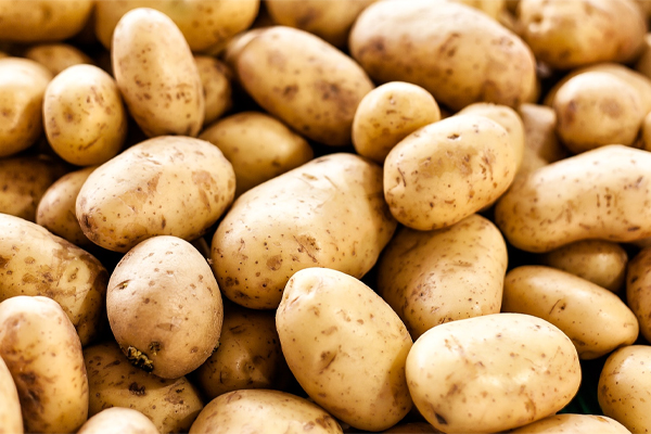 அதிக விளைச்சலை தரக்கூடிய உருளைக்கிழங்குகள்! | High Yielding Potatoes