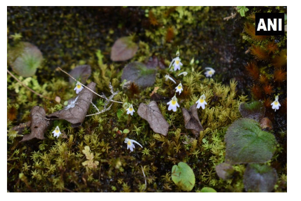 பூச்சி கொசுக்களை சாப்பிடும் அரிய வகை தாவரம் மேற்கு இமயமலையில் கண்டுபிடிப்பு! | Carnivirous Plant Feeds Insect In Uttarakhand
