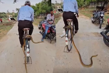சைக்கிளில் சென்ற பாம்பு.... தலைதெறிக்க ஓடிய நபரின் காமெடி காட்சி