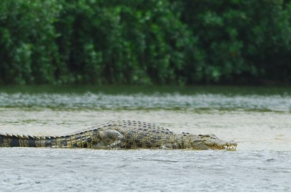 முக்கிய தலத்தில் அதிகரித்துள்ள முதலைகளின் நடமாட்டம்! | Increased Movement Of Crocodiles