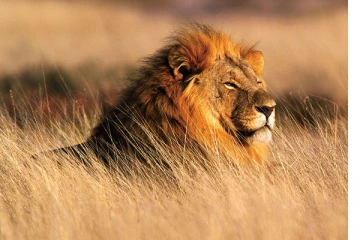 සිංහ පවුලේ නම් සංශෝධනය කෙරේ...