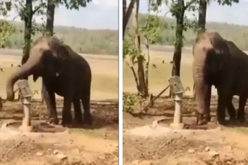அடி பம்பில் அடித்து தண்ணீர் குடிக்கும் யானை: மெய் சிலிர்க்க வைக்கும் காட்சி