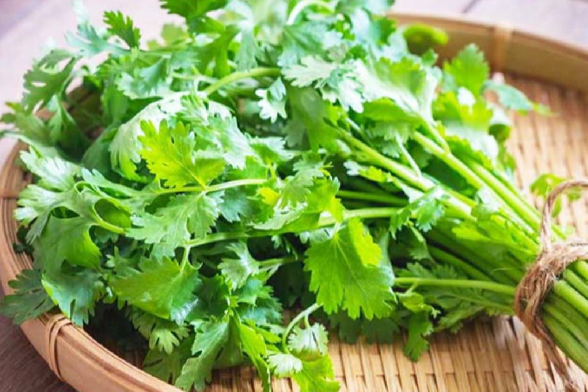 செரிமாக அமைப்பை சீராக்கும் கொத்தமல்லி காரகுழம்பு! இப்படி செய்து அசத்துங்க | Kothamalli Kara Kulambu Recipe And Heath Benefits