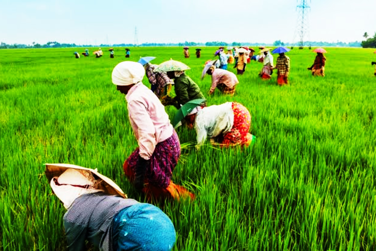 விவசாயப் பொருளாதாரக் கணக்கெடுப்பு ஆரம்பம்...! | Agricultural Census Operations Begin
