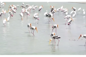 அணிவகுக்கும் வெளிநாட்டு பறவைகள்: கண்டம் விட்டு கண்டம் தாண்டி மன்னாருக்கு வருகை (Photos)