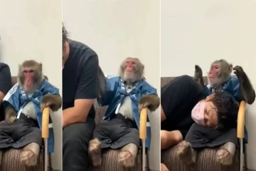 கதறிய நபர்... மடியில் சாய்த்து ஆறுதல் கூறும் குரங்கு! நெஞ்சை உருக்கும் வீடியோ