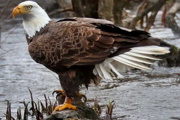 கழுகின் இரண்டாவது வாழ்க்கை பற்றி தெரியுமா? மறுபிறவிக்கு 150 நாட்கள் வலியுடன் போராடும் கழுகு! பலருக்கும் தெரியாத உண்மை