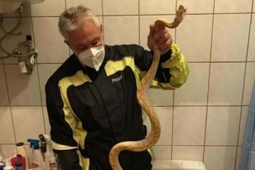 டாய்லெட்டில் காத்திருந்த  பேரதிர்ச்சி... மர்ம உறுப்பை கடித்த மிக நீளமான ராட்சத மலைப்பாம்பு! கதறி துடித்த நபர்