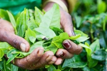 கடந்த வாரம் ஏலத்தில் 6.78 மில்லியன் கிலோகிராம் தேயிலை