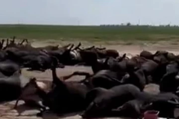 திடீரென்று செத்து மடிந்த ஆயிரக்கணக்கான உயிர்கள்... எச்சரிக்கை மணியடித்த ஆராய்ச்சியாளர்கள்!