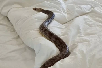 பெண்ணின் படுக்கையில் நெளிந்த கொடிய விஷ பாம்பு: புகைப்படத்தை வெளியிட்ட மீட்பு குழு