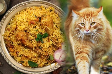 சென்னையில் பிரியாணி கடையில் பூனை கறி விற்பனை! மக்களே உஷார்