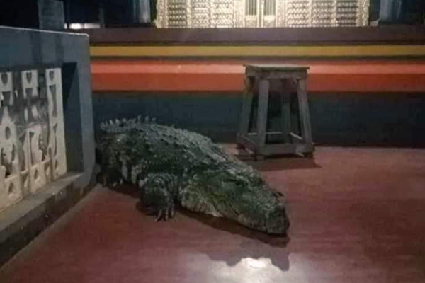 77 வருஷமா பிரசாதம் சாப்பிட்டு கோவிலை காத்த ராட்சச முதலை! கதறி அழும் கேரள மக்கள் | Kerala S Temple Vegetarian Crocodile