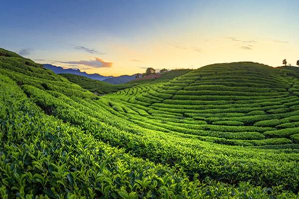 உலக சுற்றுலாவில் இலங்கையின் பெருமை ; முக்கிய இடம்பிடித்த ஹட்டன் தேயிலை தோட்டம் | Sri Lanka S Pride World Tourism Hatton Destination