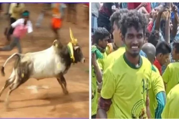 மஞ்சு விரட்டில் நடந்த சோகம்.., காளை முட்டியதில் வீட்டு வாசலில் நின்ற இளைஞர் மரணம்