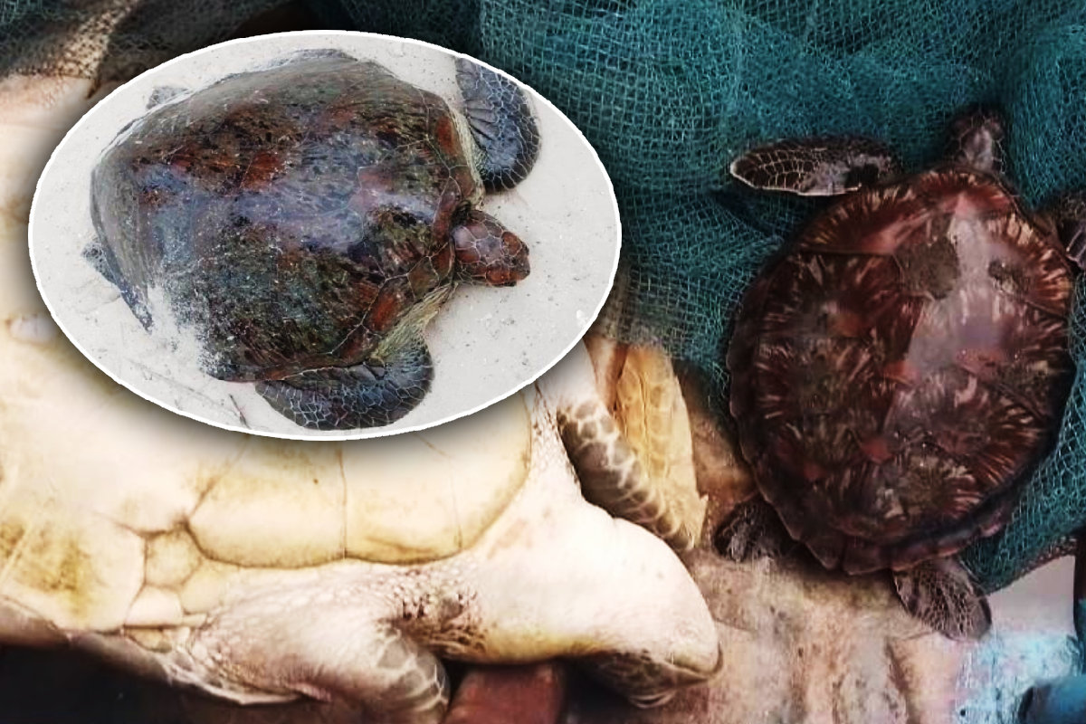 யாழில் கடலாமையை வைத்திருந்தவர் கைது | One Person Arrested In Jaffna With Sea Turtles